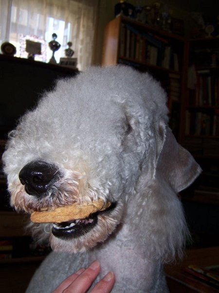 Airis Blue Volshebny Svet 09.02 (2).JPG